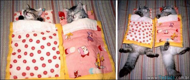 25 Antes e depois de animais que cresceu juntos 9