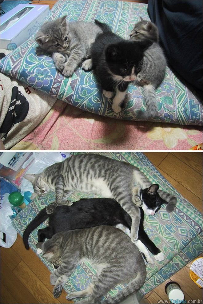 25 Antes e depois de animais que cresceu juntos 11