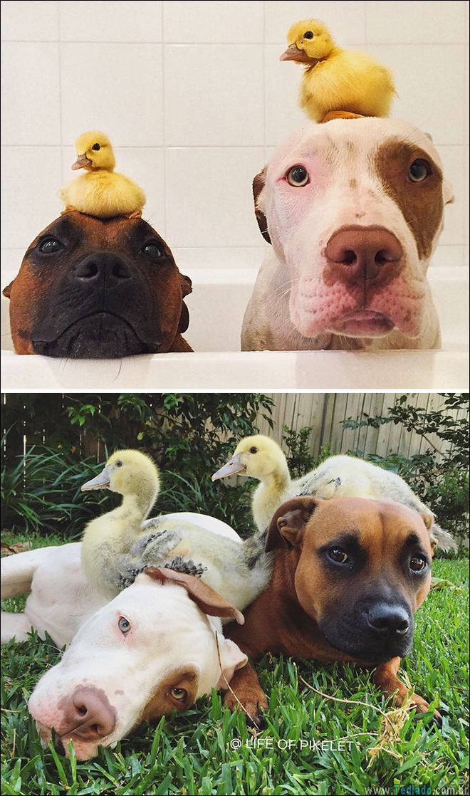 25 Antes e depois de animais que cresceu juntos 14