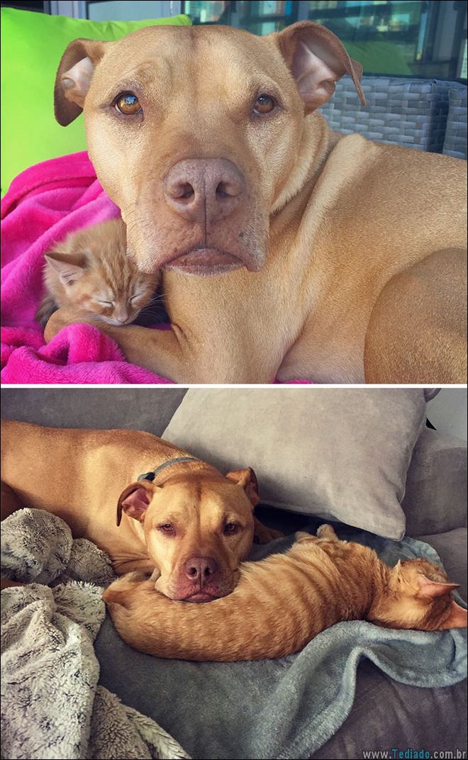 25 Antes e depois de animais que cresceu juntos 18