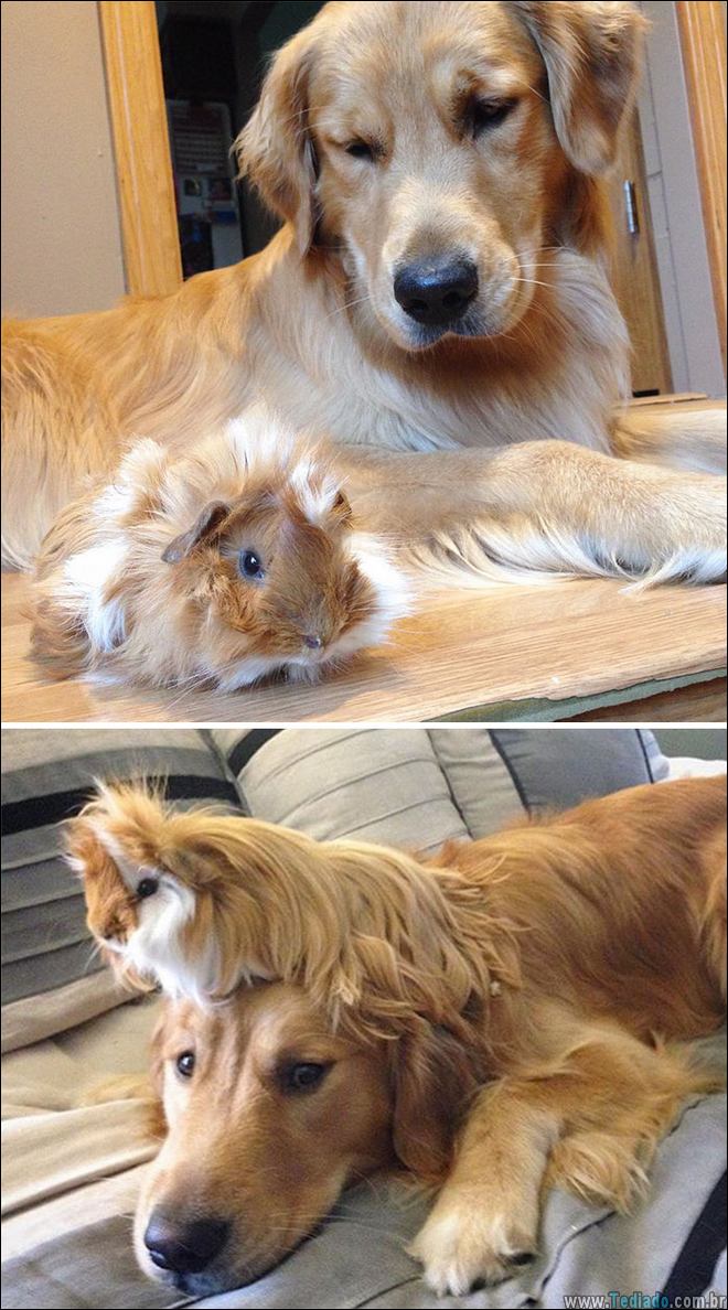 25 Antes e depois de animais que cresceu juntos 19