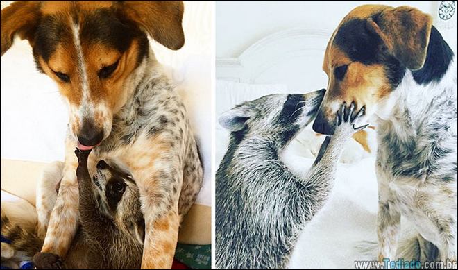 25 Antes e depois de animais que cresceu juntos 20