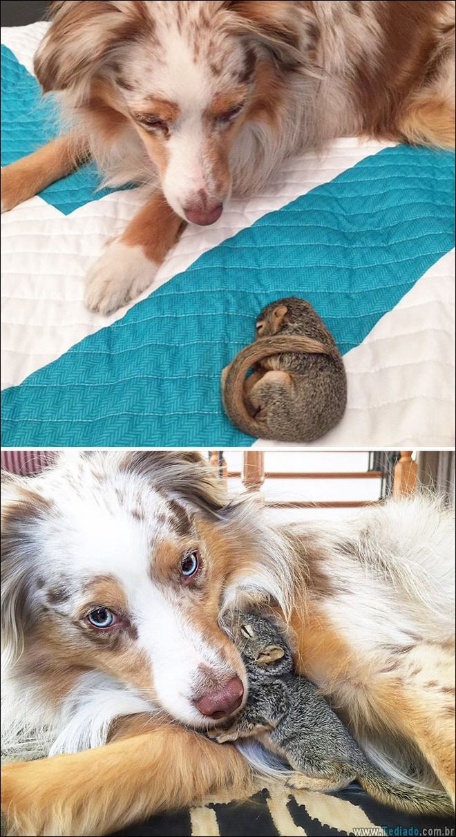 25 Antes e depois de animais que cresceu juntos 22