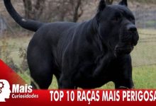 Top 10 raças de cachorros mais perigosas 11