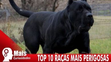 Top 10 raças de cachorros mais perigosas 2