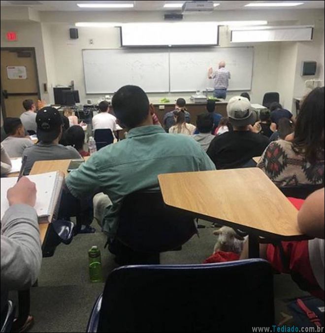 Pensou que você viu tudo nestas fotos? Verifique novamente (15 fotos) 12