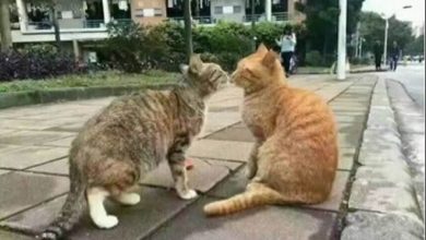 Uma linda historia de amor com um final triste 30