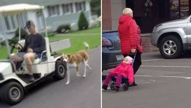 Quando a preguiça é empurrada para um novo nível (32 fotos) 9