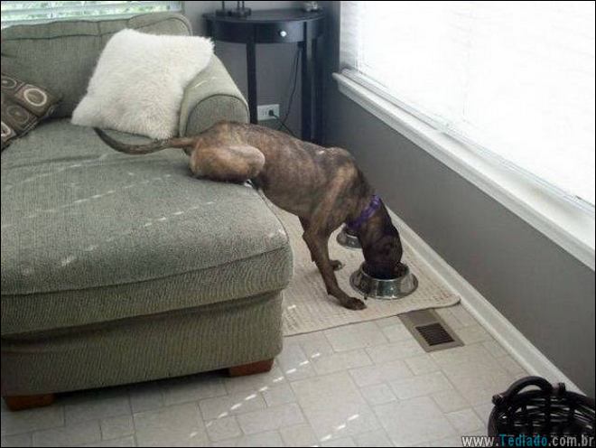 Quando a preguiça é empurrada para um novo nível (32 fotos) 24