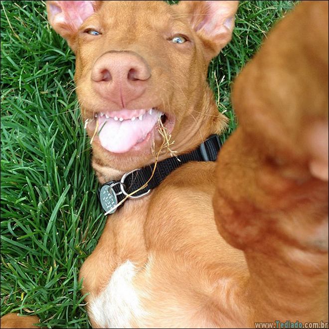 26 Selfies de animais que o farão sorrir 2