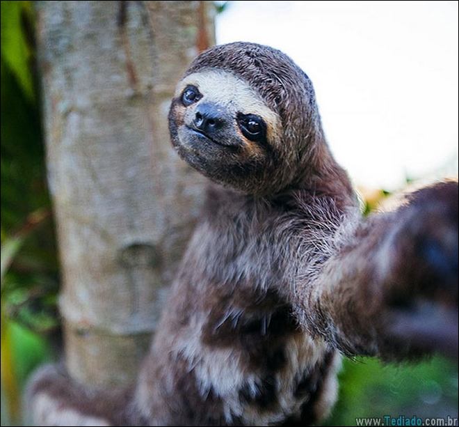 26 Selfies de animais que o farão sorrir 6