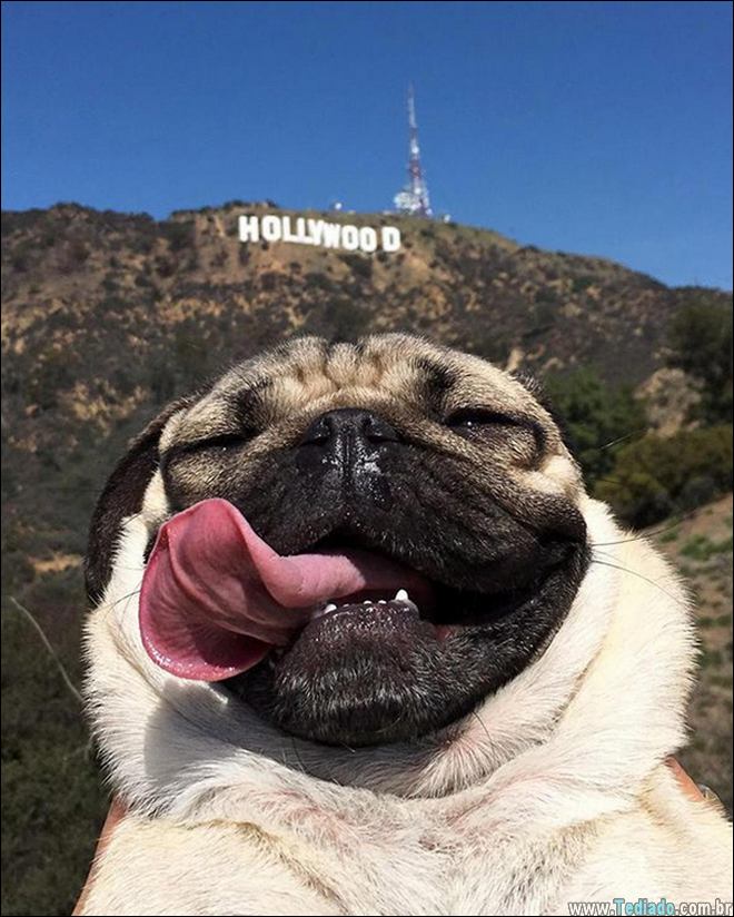 26 Selfies de animais que o farão sorrir 7