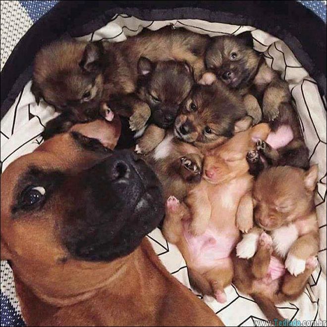 26 Selfies de animais que o farão sorrir 14