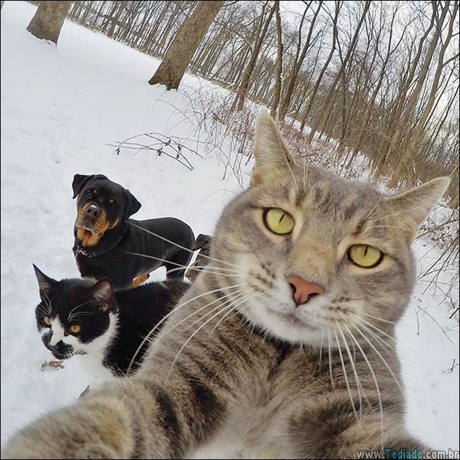 26 Selfies de animais que o farão sorrir 19