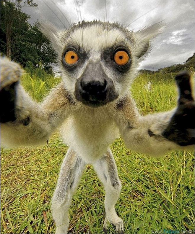 26 Selfies de animais que o farão sorrir 25