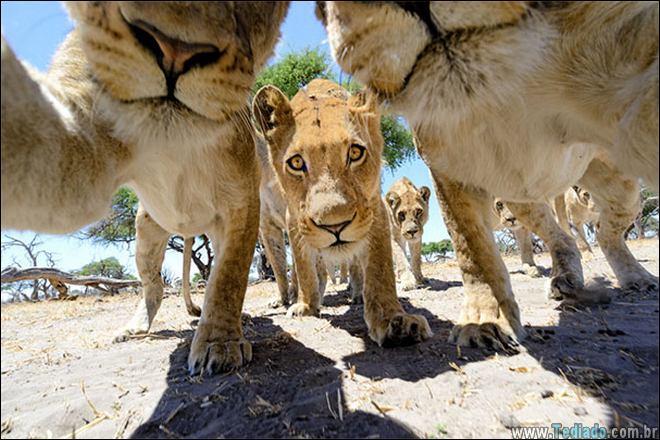26 Selfies de animais que o farão sorrir 26