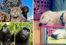 26 Selfies de animais que o farão sorrir 8