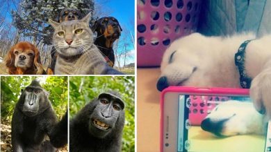26 Selfies de animais que o farão sorrir 9