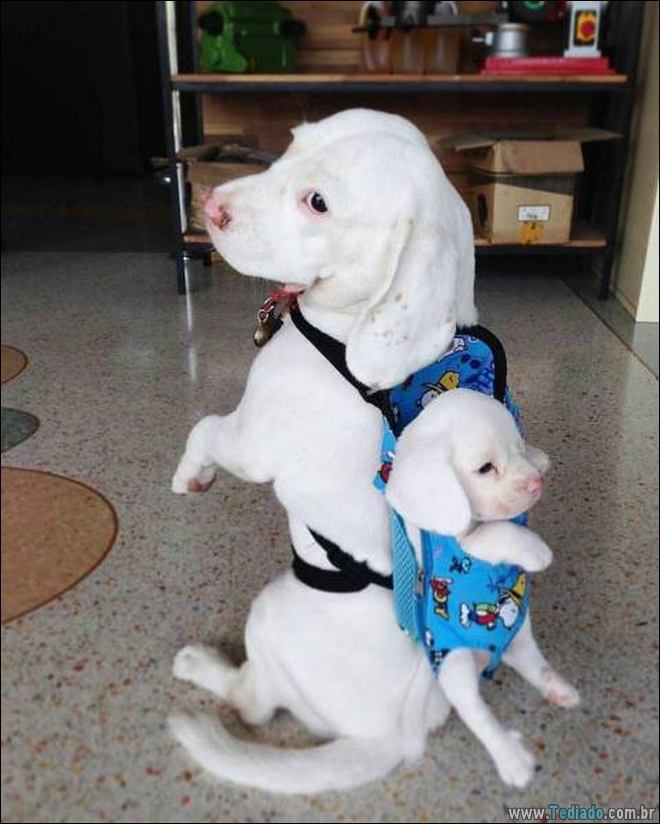 Imagens diversas #23 (18 fotos) 12