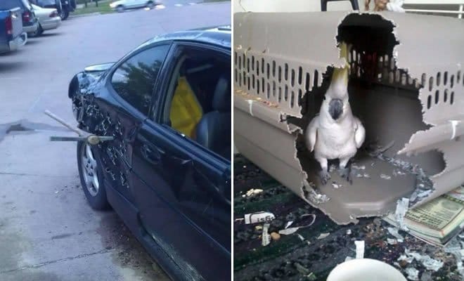 Quando você é louco. Remova tudo para fora (27 fotos)