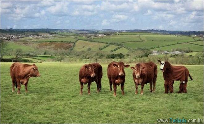 Socorro! Meu humano é um idiota (42 fotos) 1