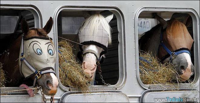 Socorro! Meu humano é um idiota (42 fotos) 2