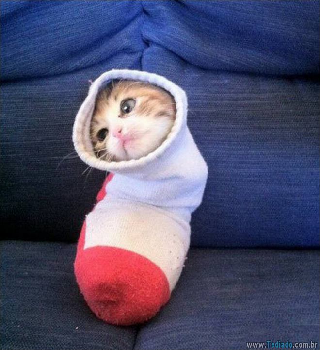 Socorro! Meu humano é um idiota (42 fotos) 4