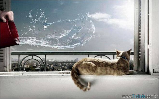 Socorro! Meu humano é um idiota (42 fotos) 5