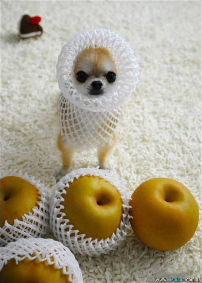 Socorro! Meu humano é um idiota (42 fotos) 6