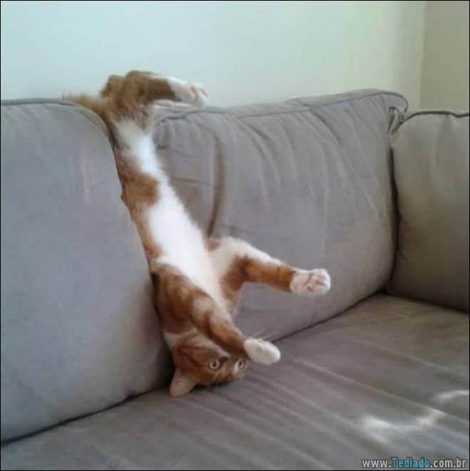 Socorro! Meu humano é um idiota (42 fotos) 20