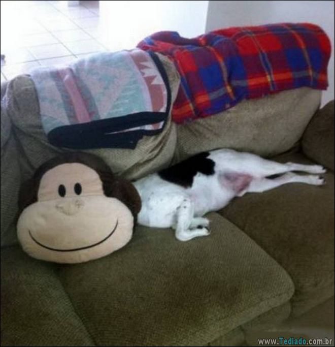 Socorro! Meu humano é um idiota (42 fotos) 22
