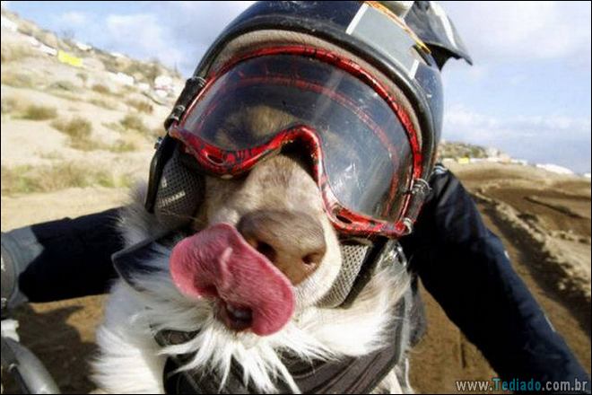 Socorro! Meu humano é um idiota (42 fotos) 24