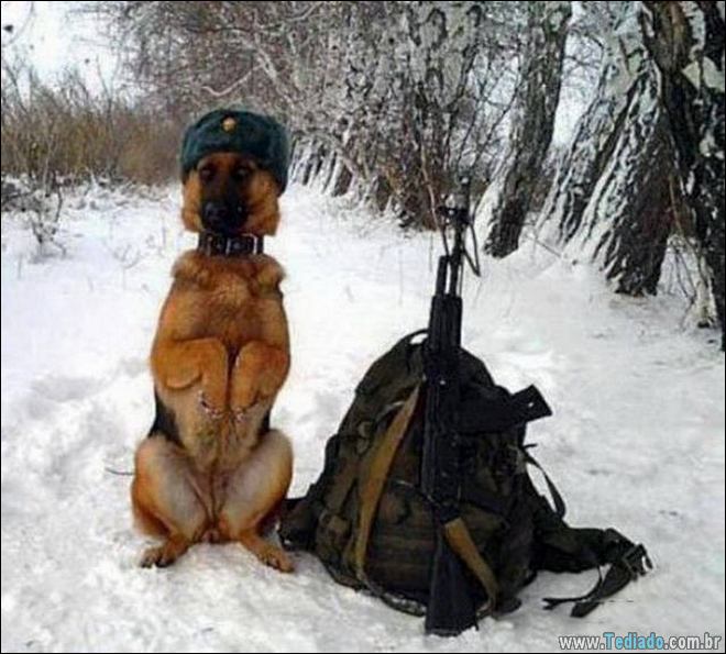 Socorro! Meu humano é um idiota (42 fotos) 26