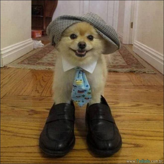 Socorro! Meu humano é um idiota (42 fotos) 28