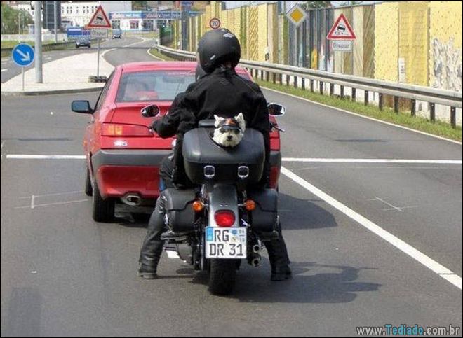 Socorro! Meu humano é um idiota (42 fotos) 30