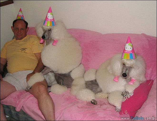 Socorro! Meu humano é um idiota (42 fotos) 32