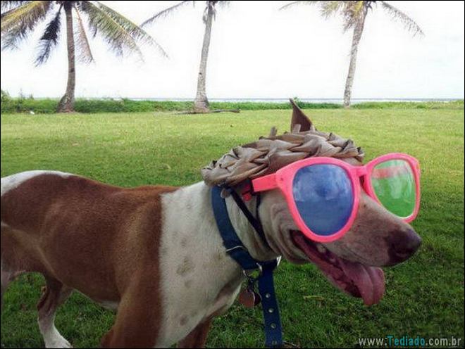 Socorro! Meu humano é um idiota (42 fotos) 39