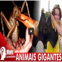 5 animais gigantes que você não conhecia