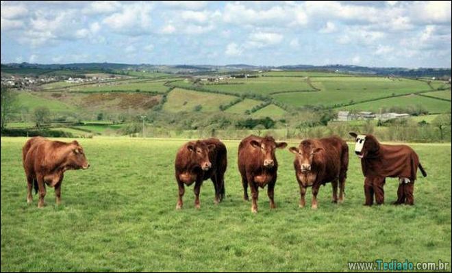 WTF eu apenas olhei? (21 fotos) 11