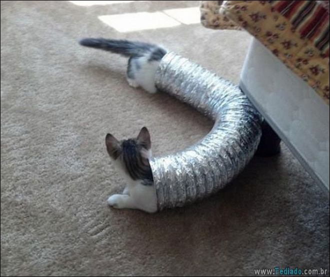 28 fotos perfeitas tiradas na hora certa 2