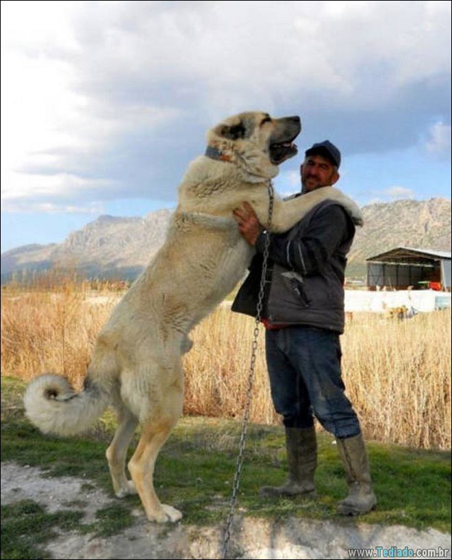 Imagens diversas #24 (28 fotos) 3