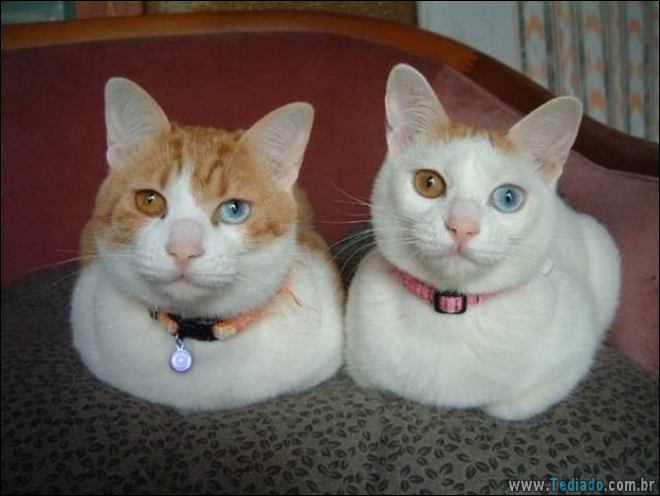 Imagens diversas #24 (28 fotos) 15