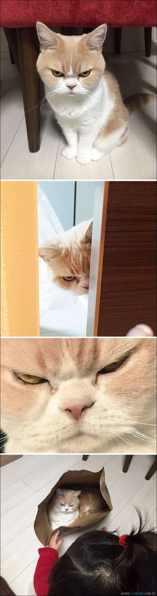 23 fotos que prova que os gatos são realmente demônios 12