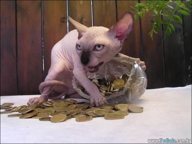 23 fotos que prova que os gatos são realmente demônios 17