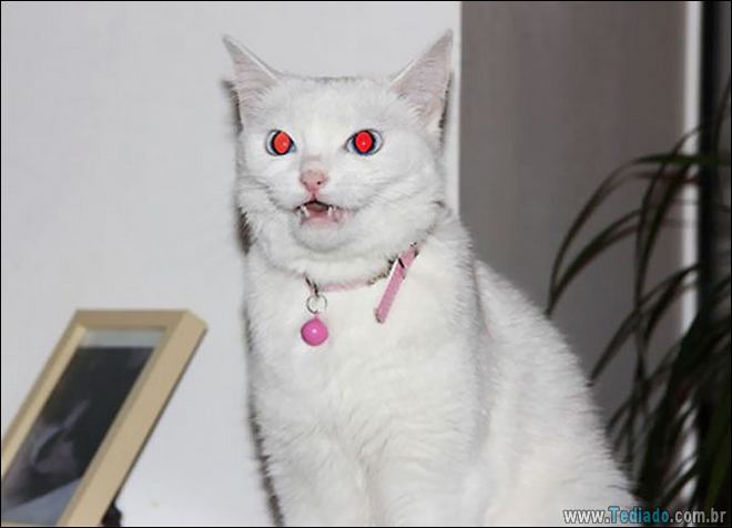 23 fotos que prova que os gatos são realmente demônios 18