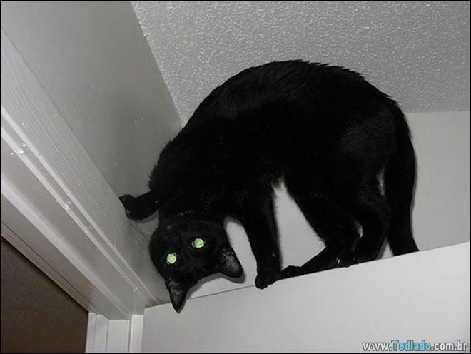 23 fotos que prova que os gatos são realmente demônios 20