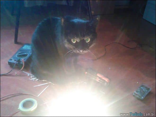 23 fotos que prova que os gatos são realmente demônios 21