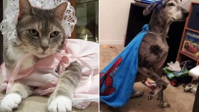 25 razões pelas quais você não deve deixar seus animais com crianças 49
