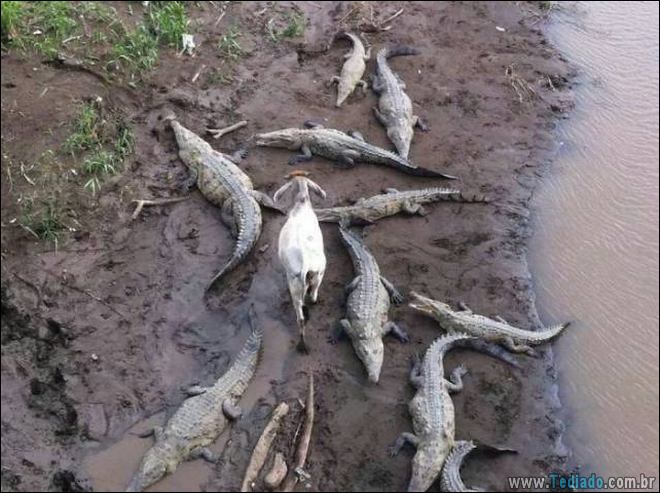 25 animais que absolutamente não liga para os humanos 4