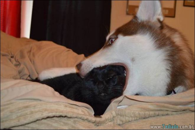 25 animais que absolutamente não liga para os humanos 13